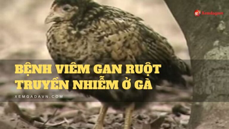 benh viem gan ruot truyen nhiem