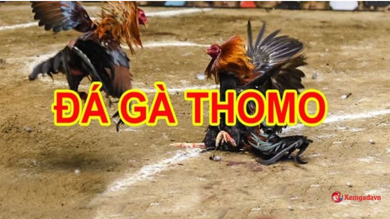 da-ga-thomo-2