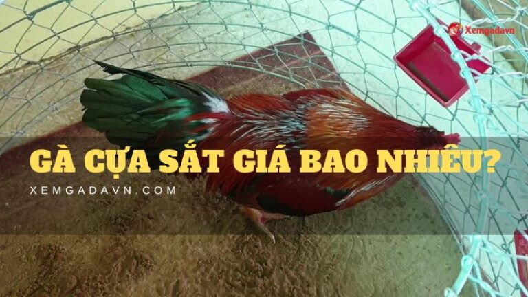 ga-cua-sat-gia-bao-nhieu