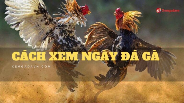 xem ngay da ga