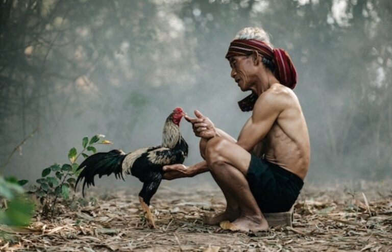 Hướng dẫn cách làm nước cho gà chọi cực chuẩn từ sư kê