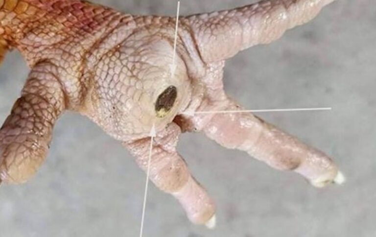 Điều trị ké Gà Đá: Dấu hiệu và cách nhận biết