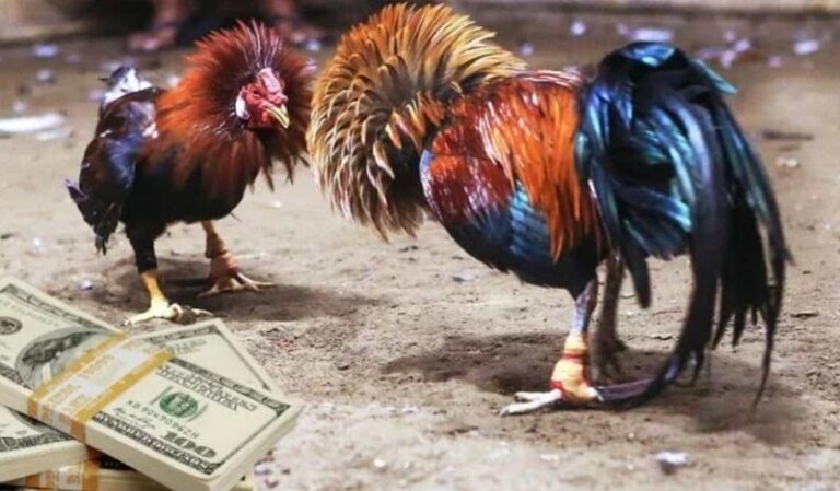 Vẻ đẹp của gà Hắc Hổ Thới và kỹ năng chiến đấu đặc sắc