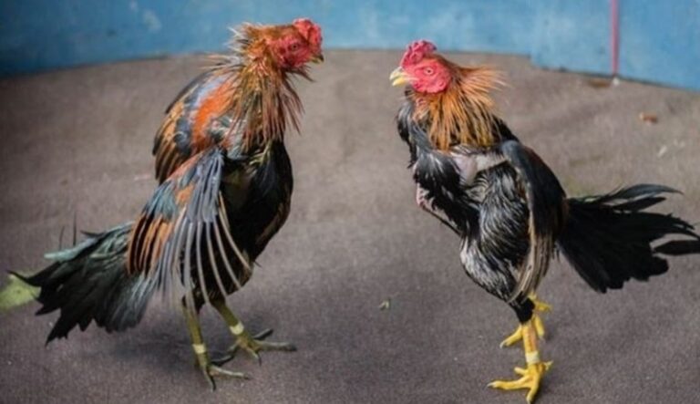 Hướng dẫn cách nuôi gà mau tới pin toàn diện chi tiết nhất