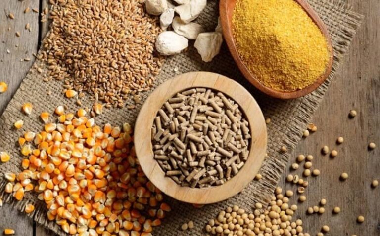 Ngũ cốc cho Gà Đá: Công thức trộn thức ăn đầy đủ dinh dưỡng