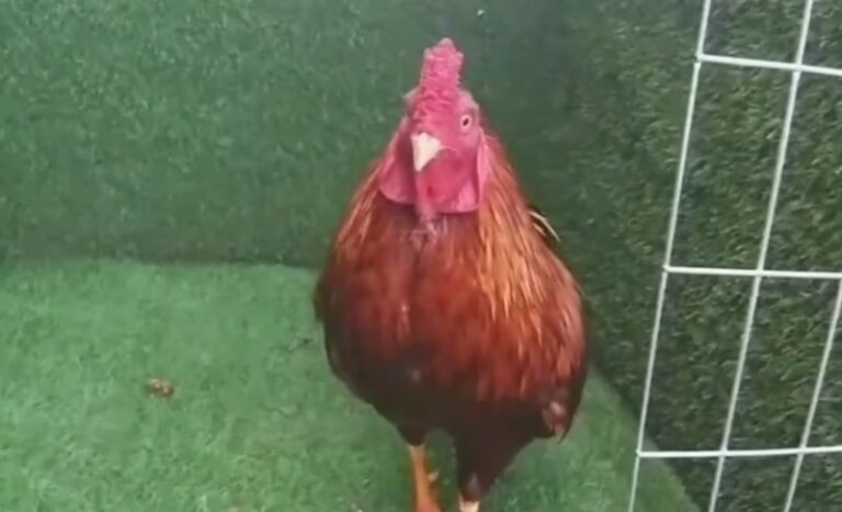 Cách trị gà bị chói nước hiệu quả từ sư kê chuyên nghiệp