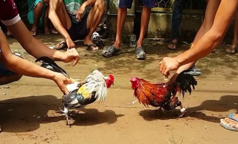 Cách thả gà đá cựa sắt giúp sư kê tăng cơ hội chiến thắng